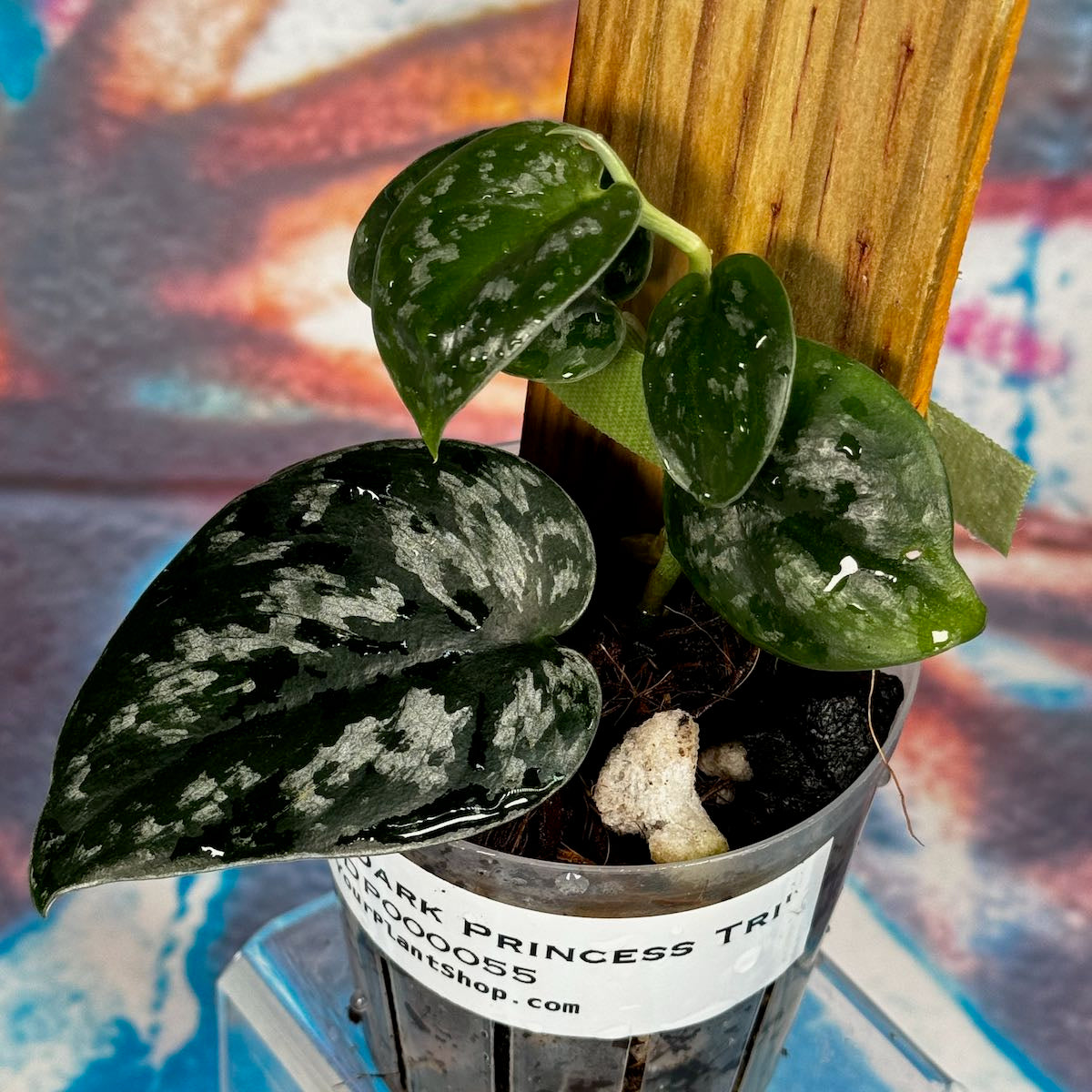 Scindapsus Dark Princess Tricolor NOID - SCDP000058