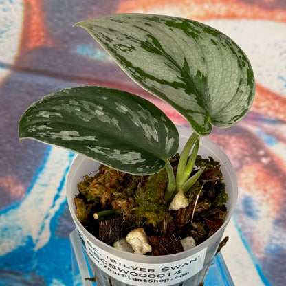 Scindapsus 'Silver Swan' - #SCSW000014