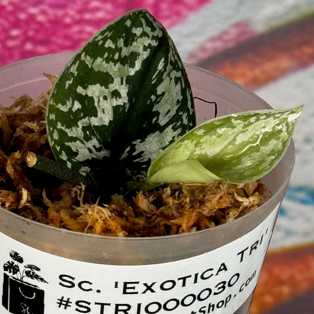 Scindapsus Exotica Tricolor- STRI000030